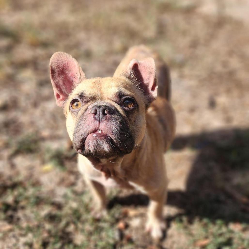 Enlarge Joey, a Adoptable French Bulldog in Bend, OR image 2/6