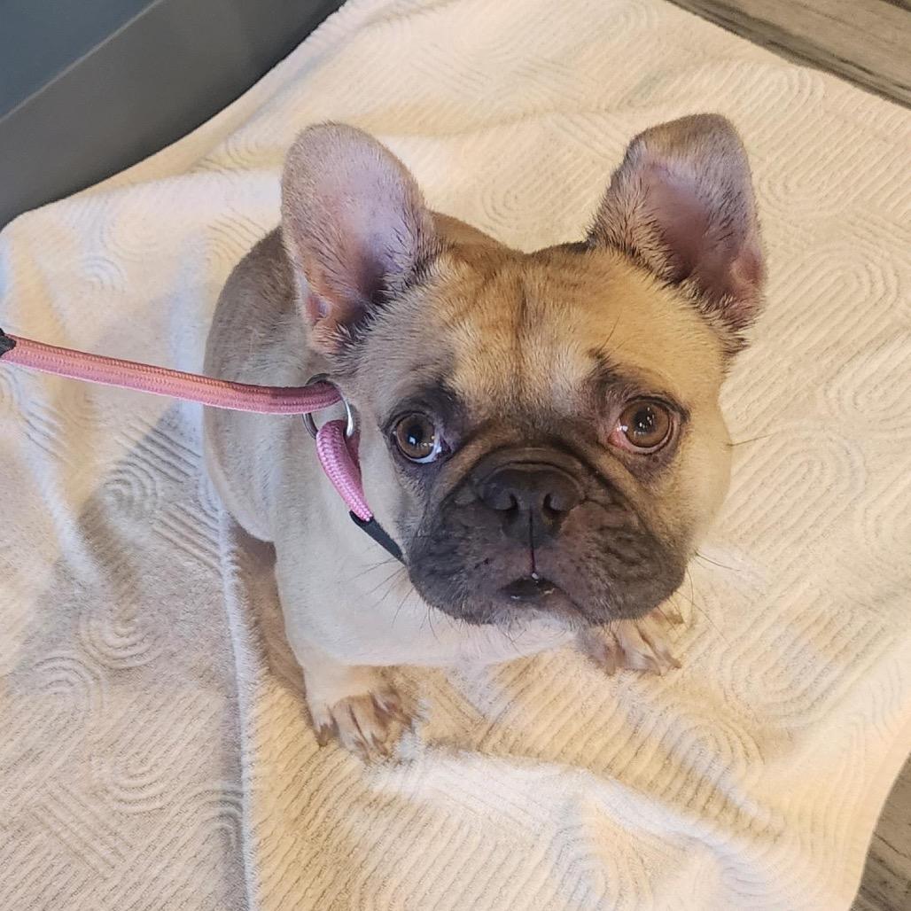 Enlarge Joey, a Adoptable French Bulldog in Bend, OR image 3/6