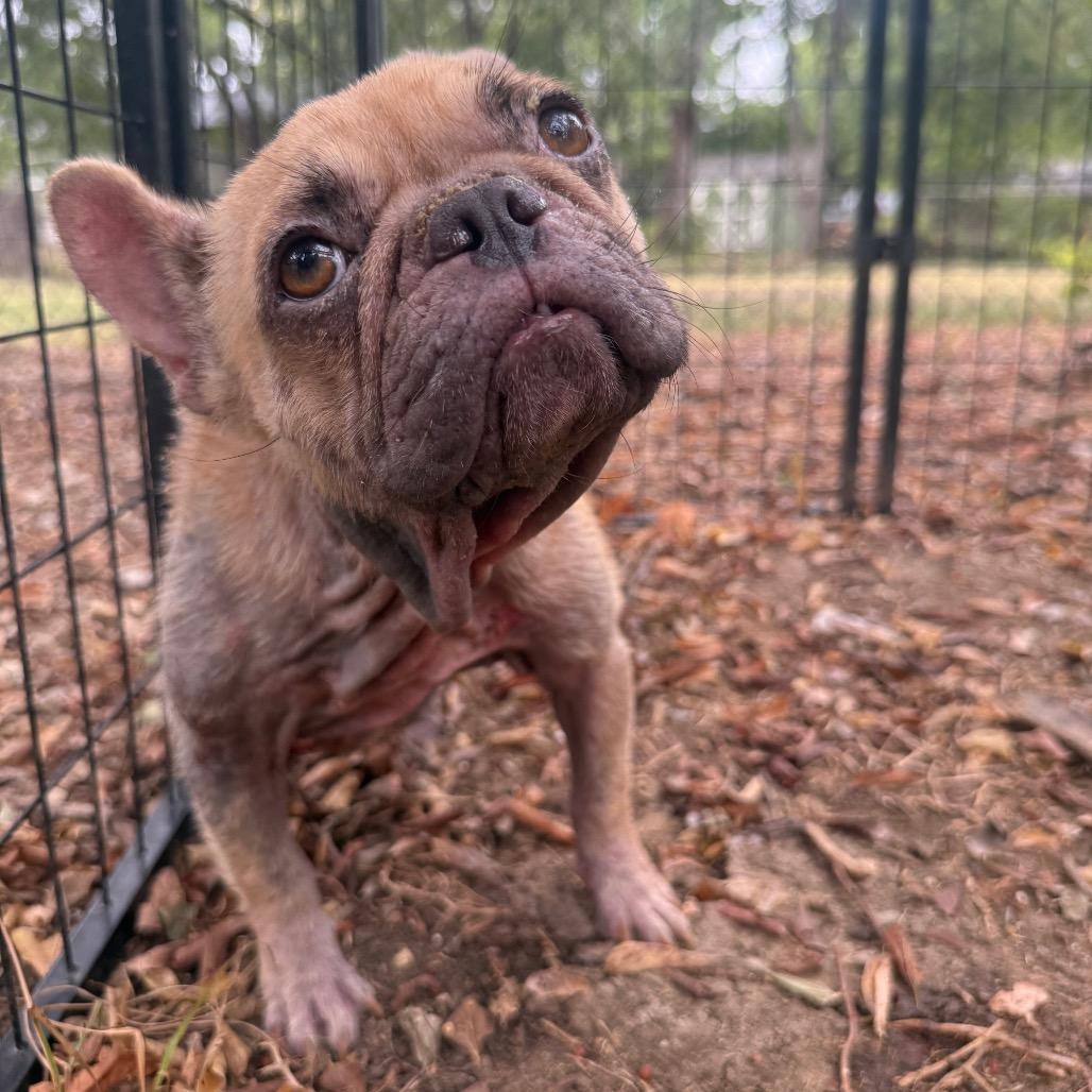 Enlarge Joey, a Adoptable French Bulldog in Bend, OR image 5/6