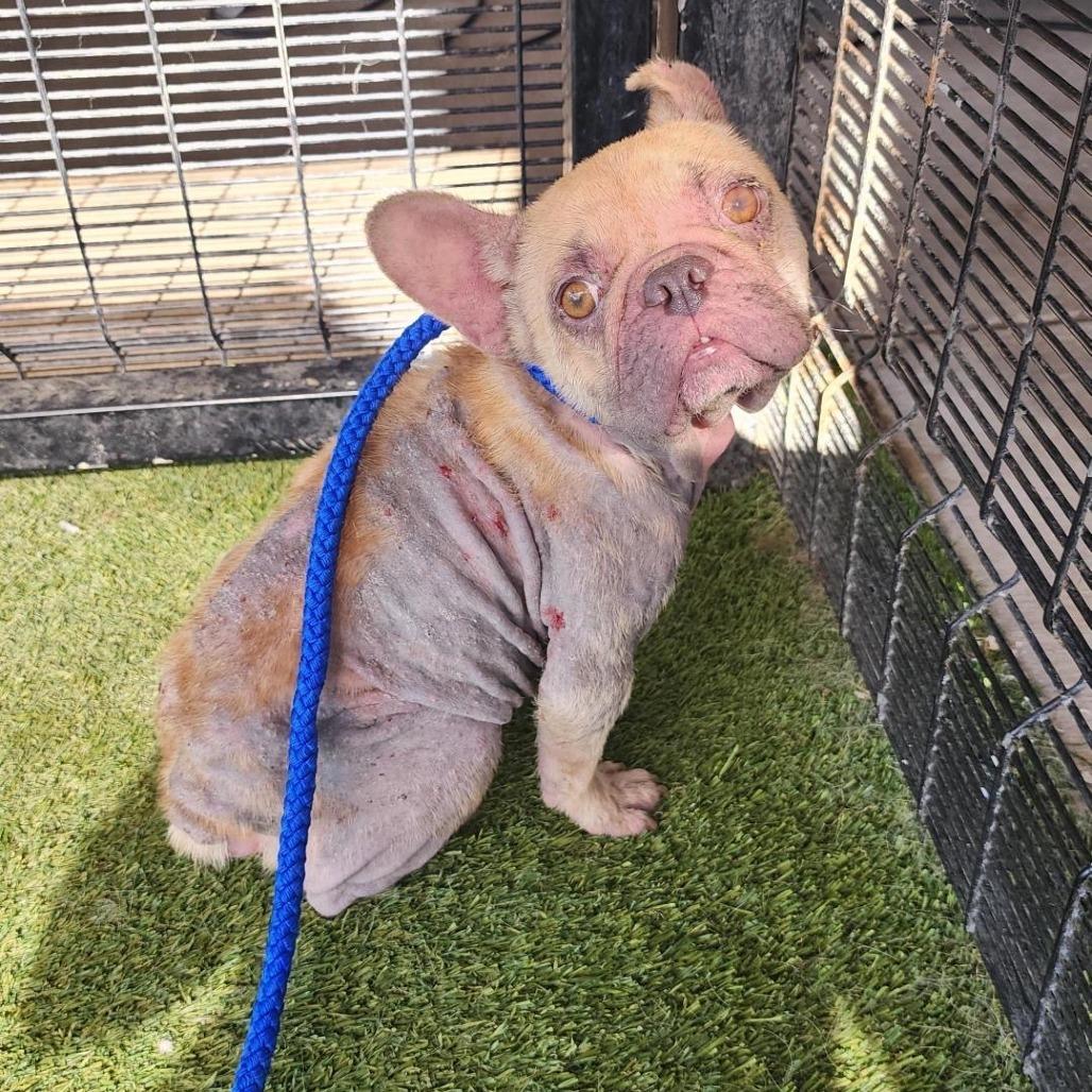 Enlarge Joey, a Adoptable French Bulldog in Bend, OR image 6/6