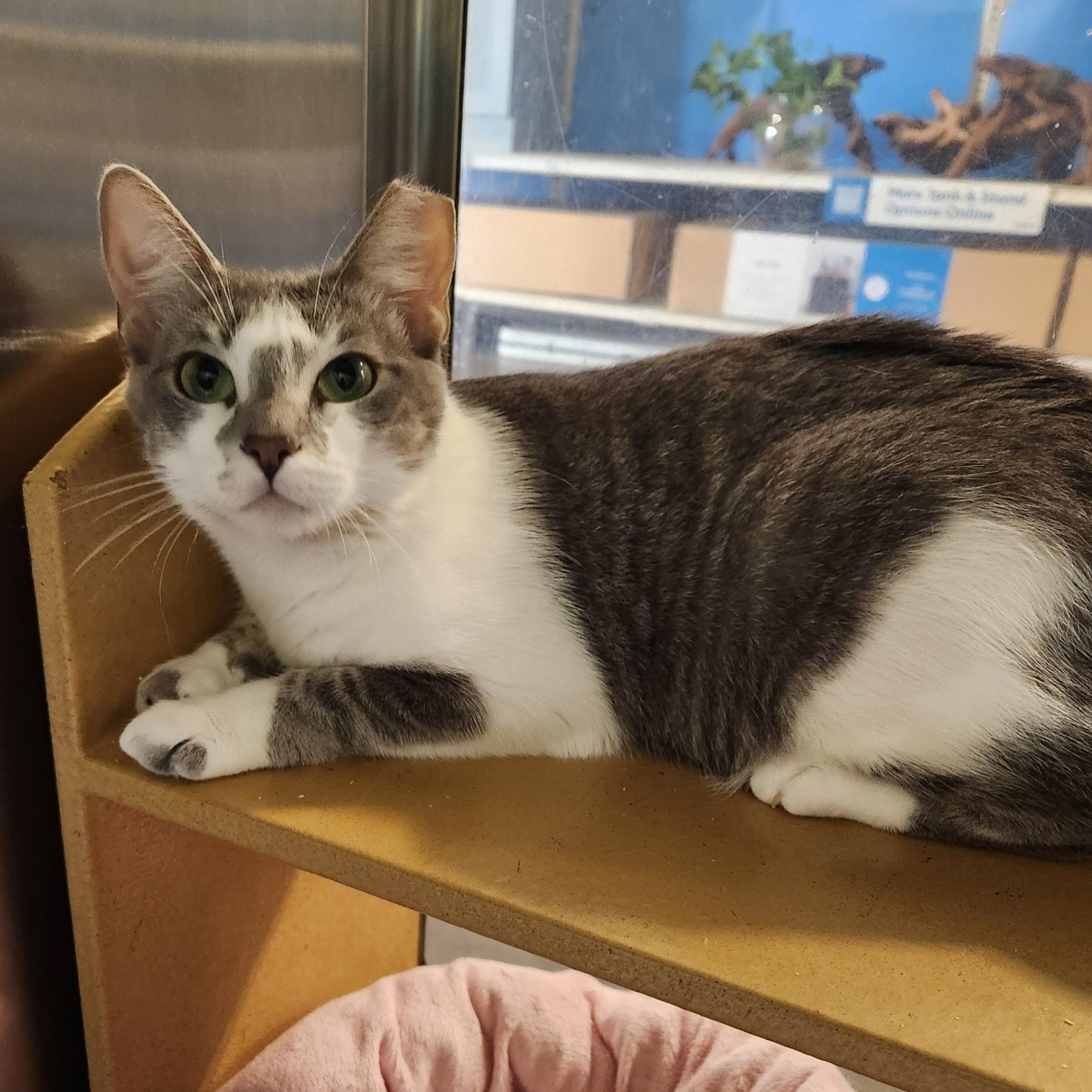 Nini, adopted, Young Female Domestic Short Hair.