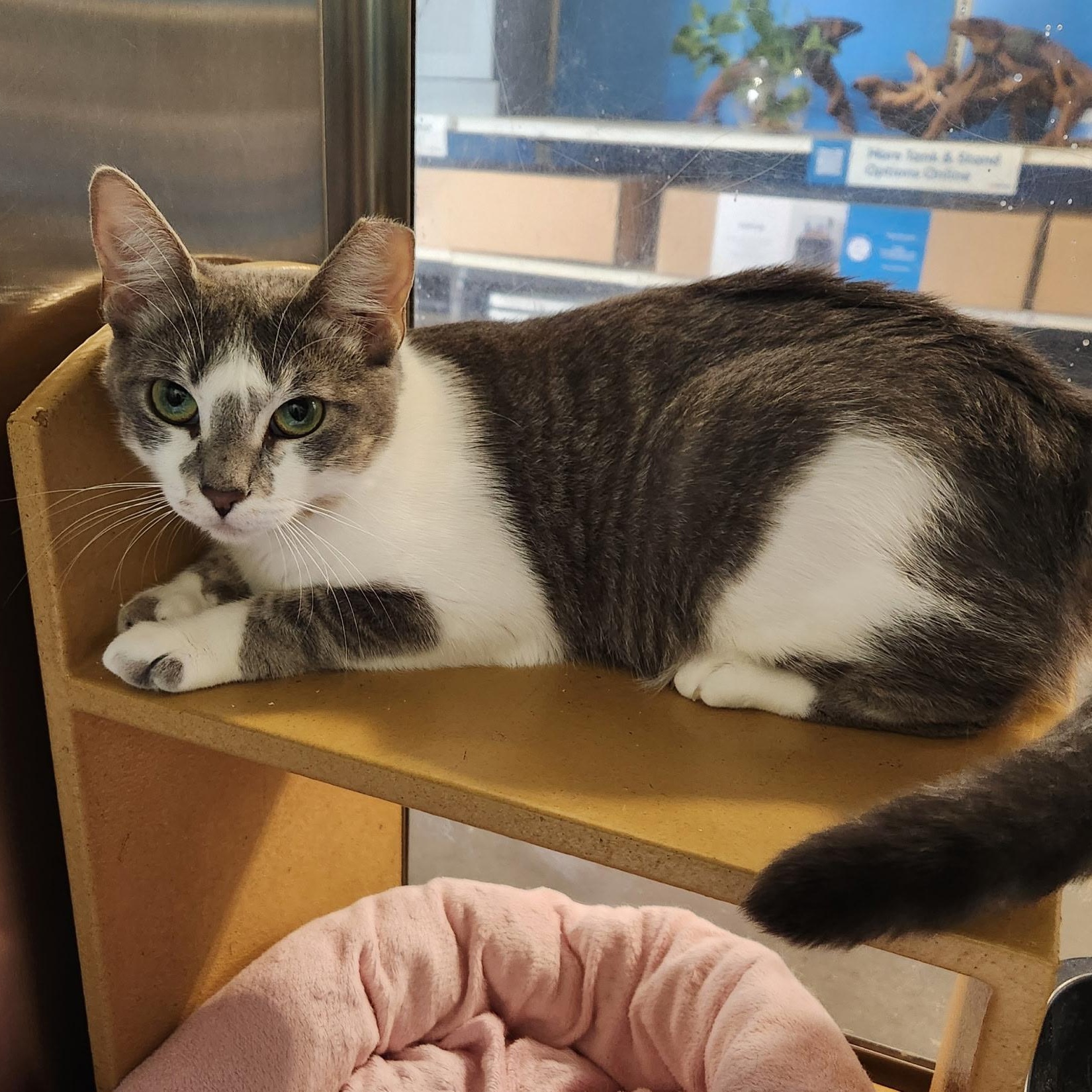 Nini, an adopted Domestic Short Hair in New Port Richey, FL image 2/2