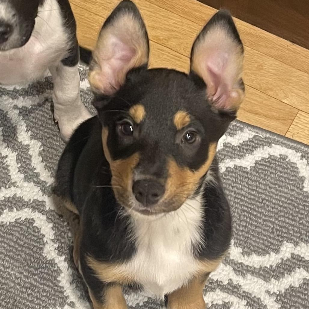 Lexi, Adoptable, Puppy Female Mixed Breed.