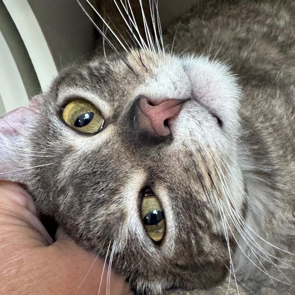 Ponyboy, Adoptable, Young Male Domestic Short Hair.