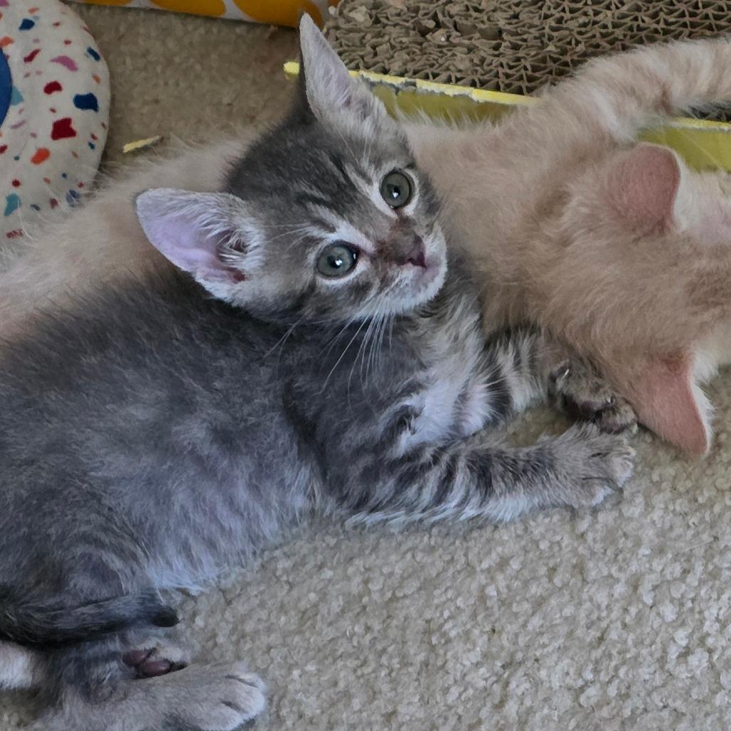 Enlarge Ponyboy, a Adoptable Domestic Short Hair in Long Beach, CA image 2/6