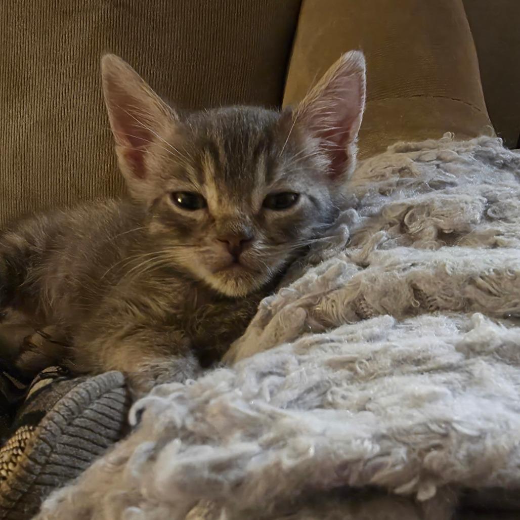Enlarge Ponyboy, a Adoptable Domestic Short Hair in Long Beach, CA image 4/6