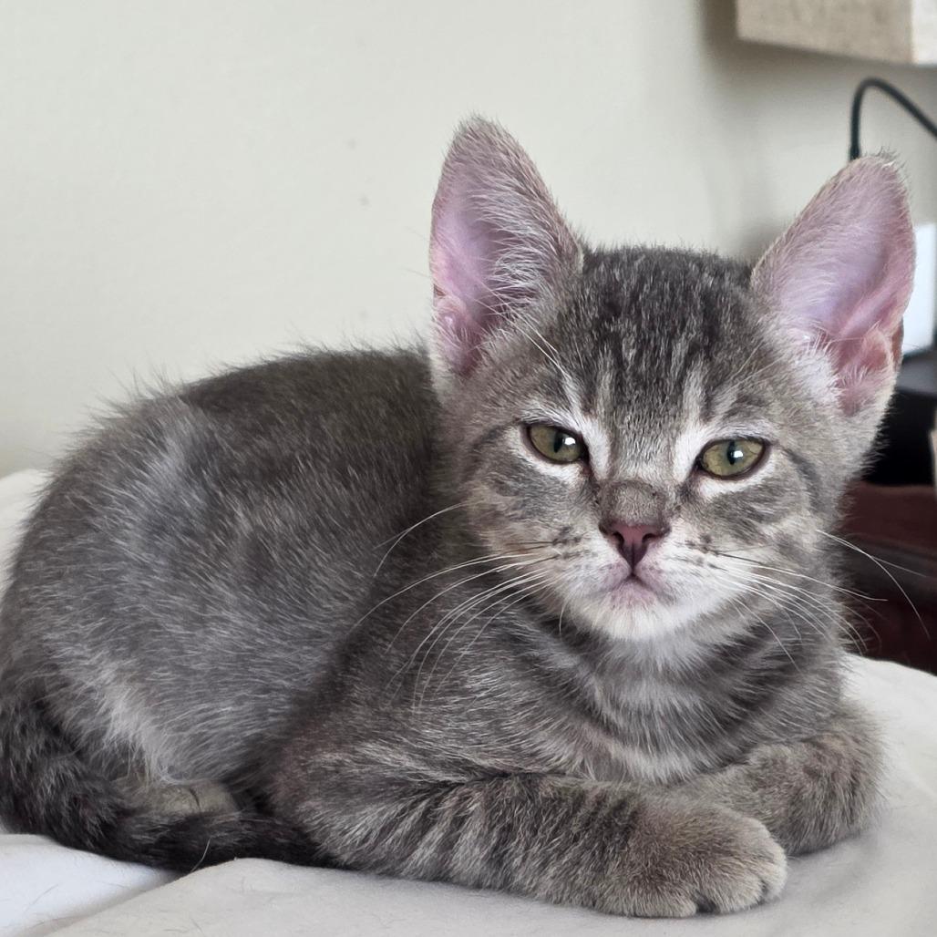 Enlarge Ponyboy, a Adoptable Domestic Short Hair in Long Beach, CA image 5/6