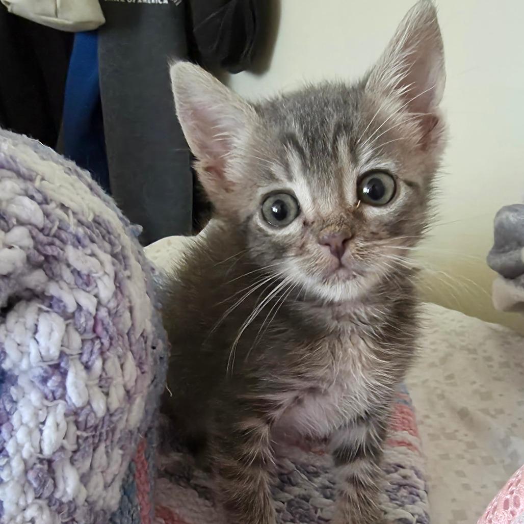 Enlarge Ponyboy, a Adoptable Domestic Short Hair in Long Beach, CA image 6/6