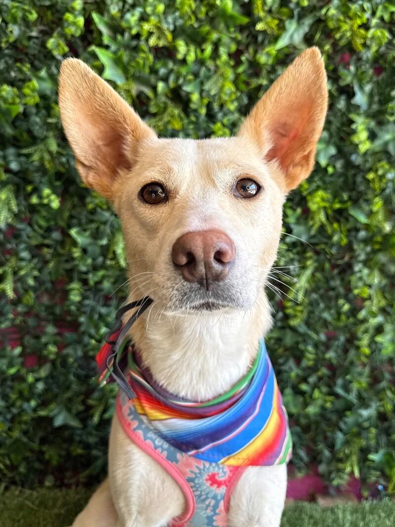 Dog for adoption - Caroline, a Spaniel & Basenji Mix in Vallejo, CA ...