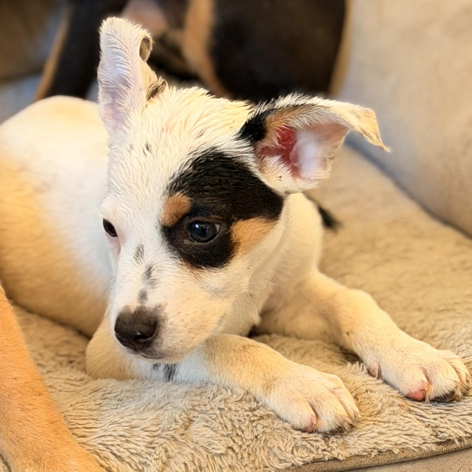 Enlarge Jasper, a Adoptable mixed breed in Manhattan, IL image 5/6