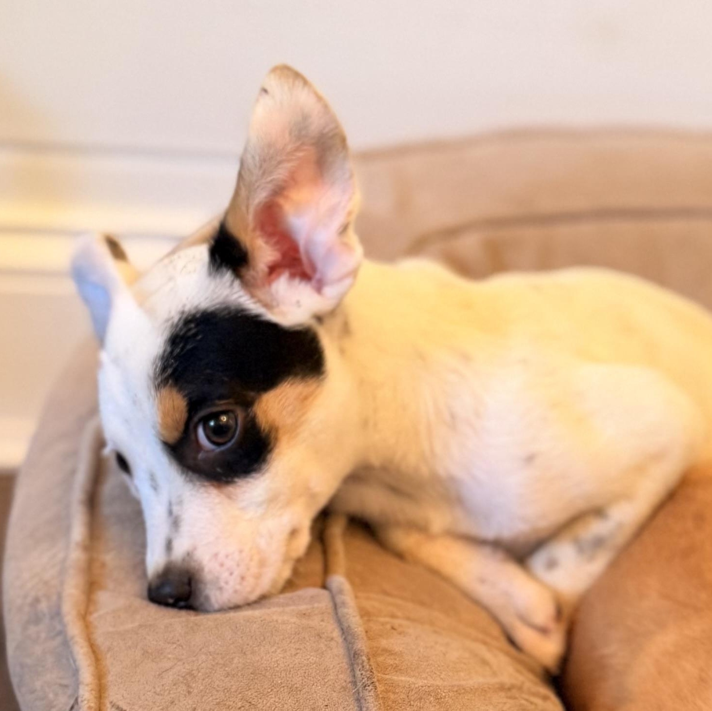 Enlarge Jasper, a Adoptable mixed breed in Manhattan, IL image 3/6