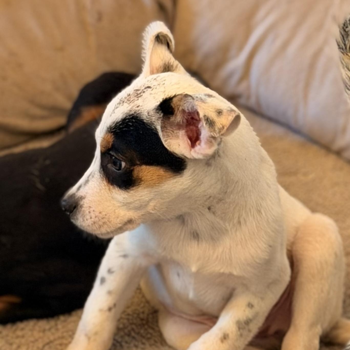 Enlarge Jasper, a Adoptable mixed breed in Manhattan, IL image 4/6