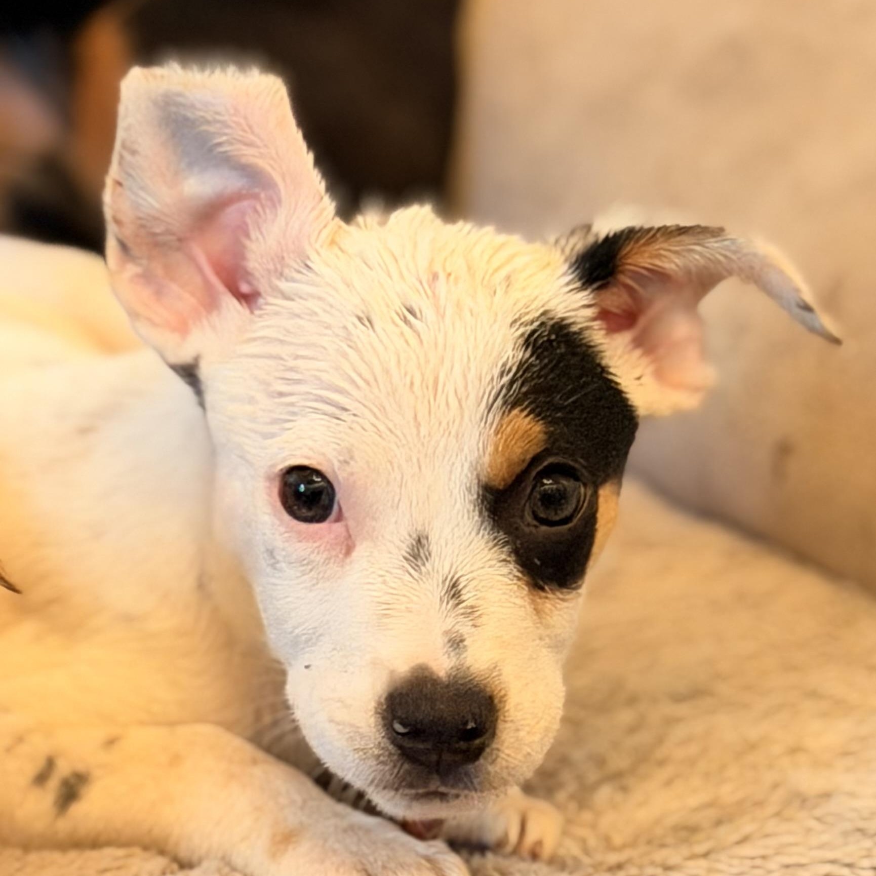 Enlarge Jasper, a Adoptable mixed breed in Manhattan, IL image 1/6
