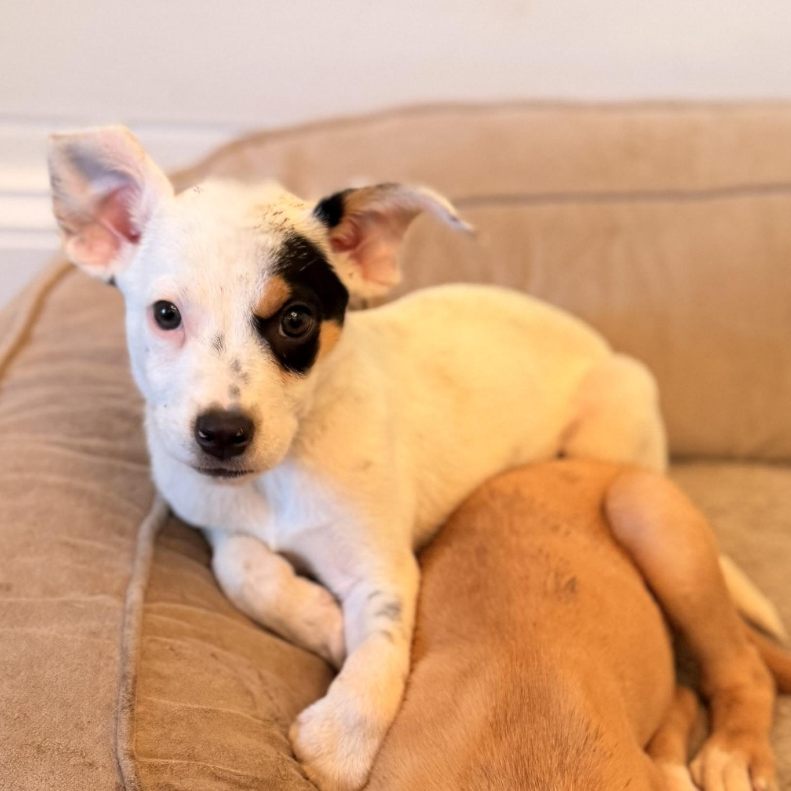 Enlarge Jasper, a Adoptable mixed breed in Manhattan, IL image 2/6