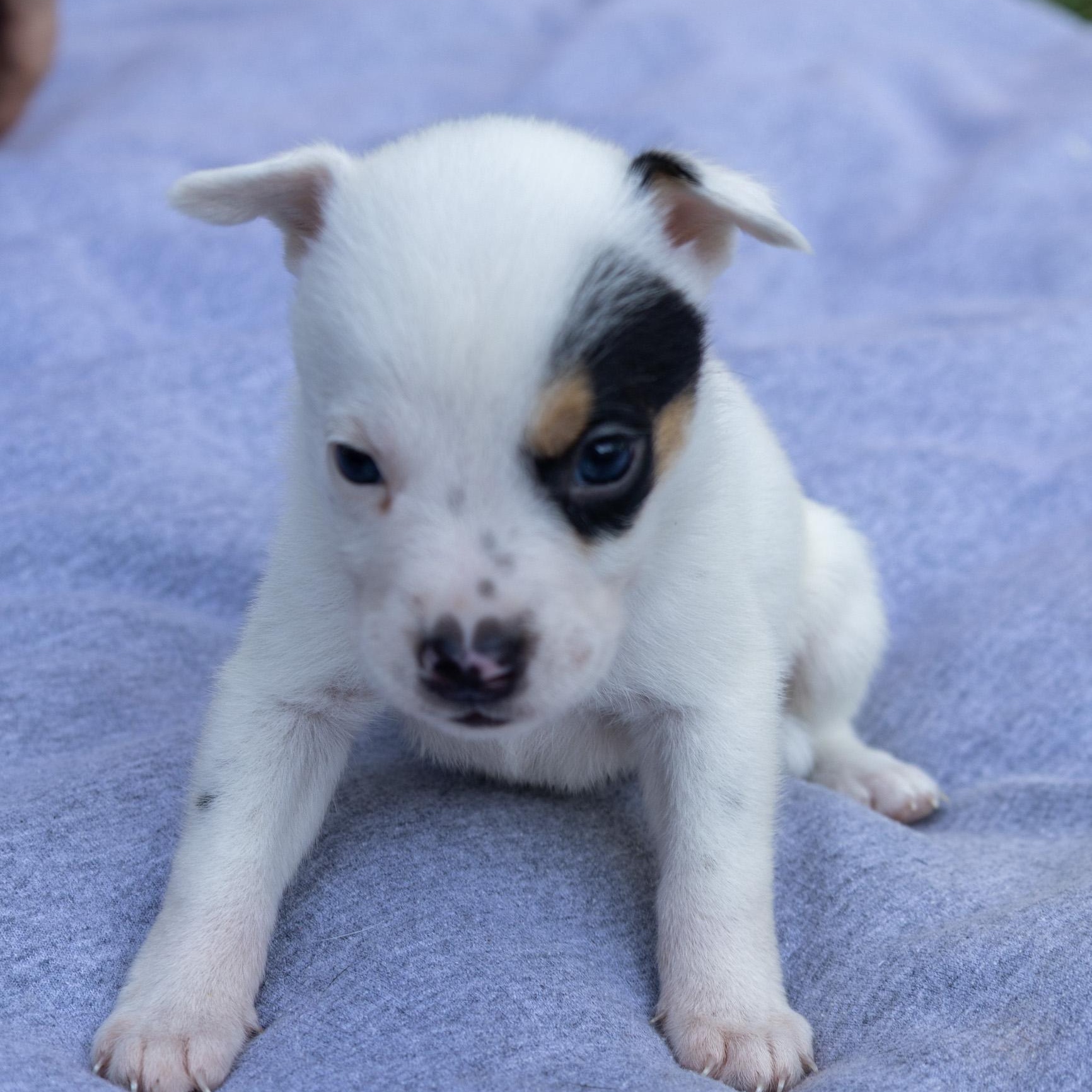 Enlarge Jasper, a Adoptable mixed breed in Manhattan, IL image 6/6