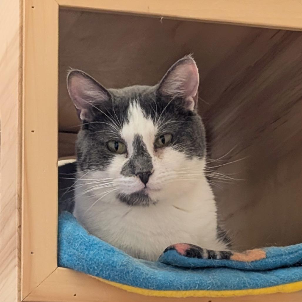 Enlarge Simon, a Adoptable Domestic Short Hair in Ballston Spa, NY image 2/6