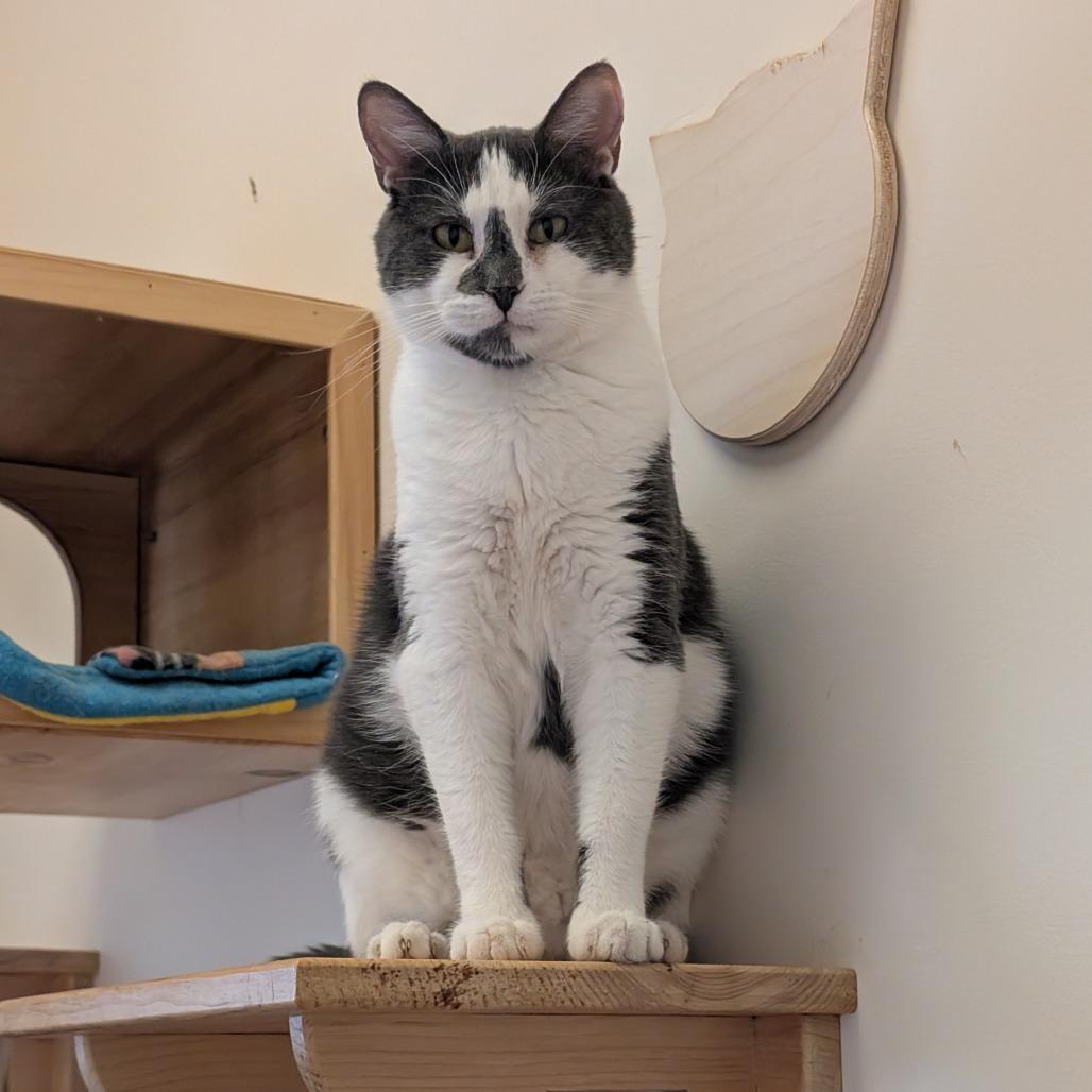 Enlarge Simon, a Adoptable Domestic Short Hair in Ballston Spa, NY image 3/6