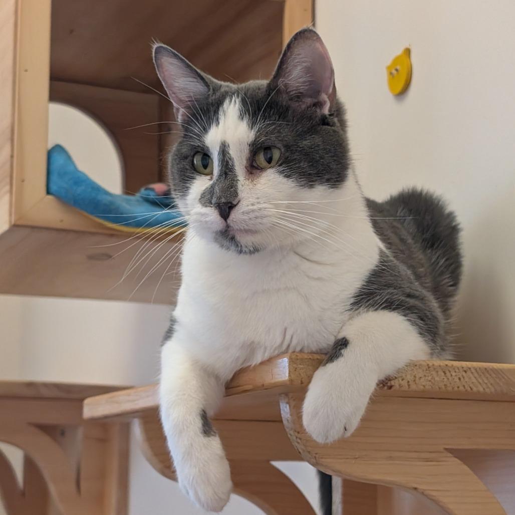 Enlarge Simon, a Adoptable Domestic Short Hair in Ballston Spa, NY image 6/6