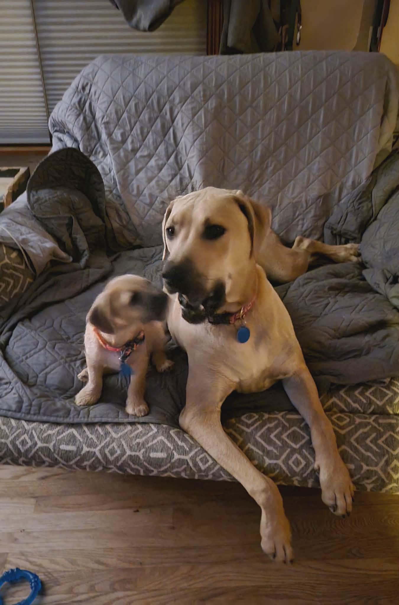 Noodles, Adopted, Young Male Miniature Poodle & Pug.
