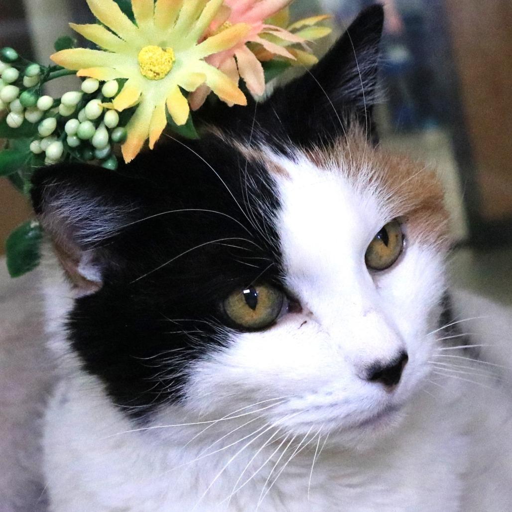 Fig, Adoptable, Senior Female Domestic Short Hair.