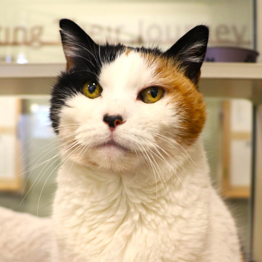 Enlarge Fig, a Adoptable Domestic Short Hair in Rifle, CO image 1/3