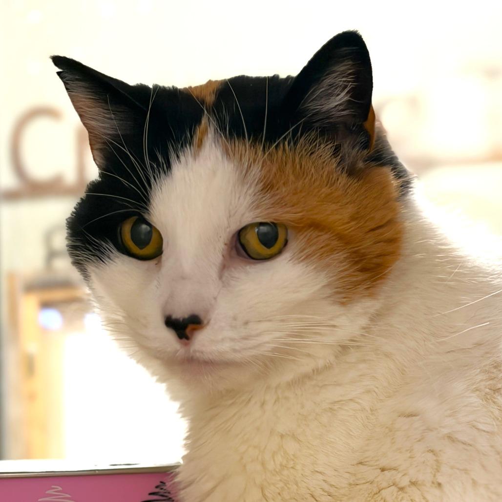 Enlarge Fig, a Adoptable Domestic Short Hair in Rifle, CO image 2/3