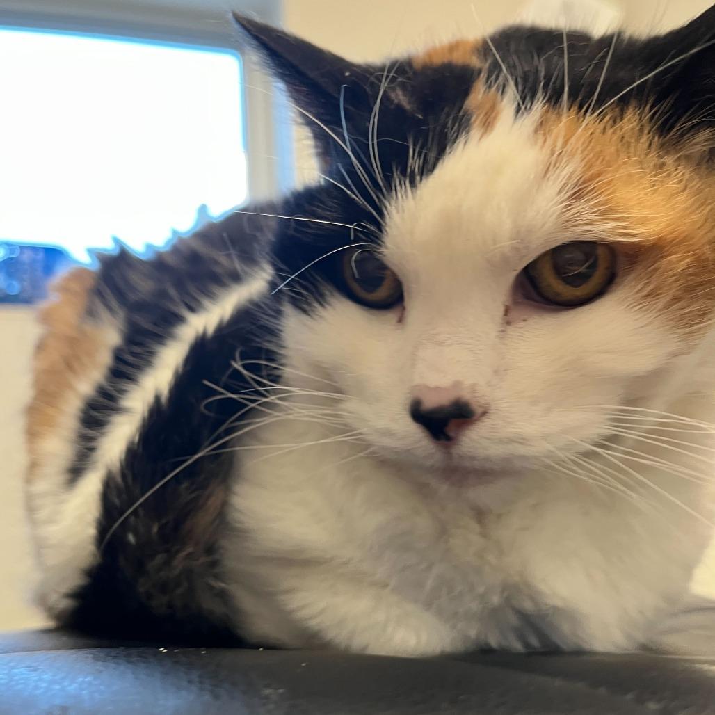 Enlarge Fig, a Adoptable Domestic Short Hair in Rifle, CO image 3/3