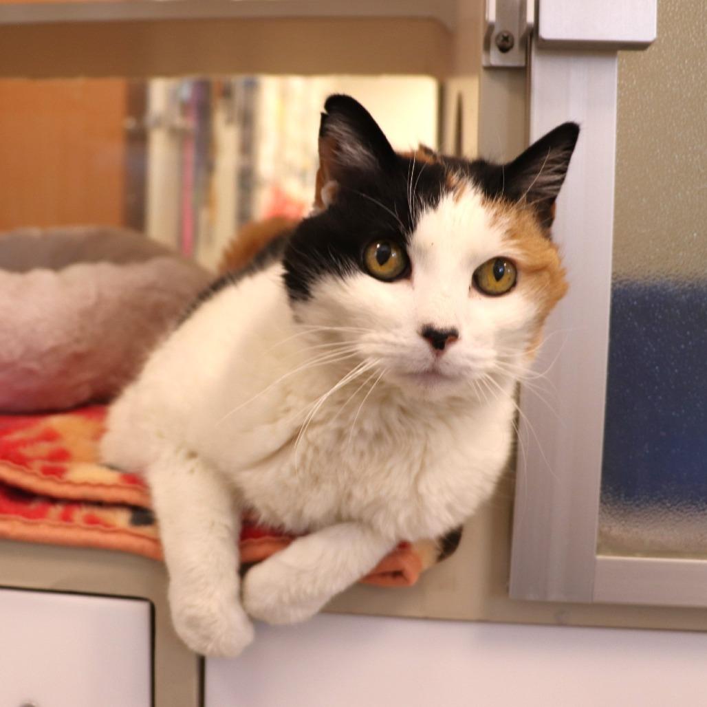 Enlarge Fig, a Adoptable Domestic Short Hair in Rifle, CO image 5/5