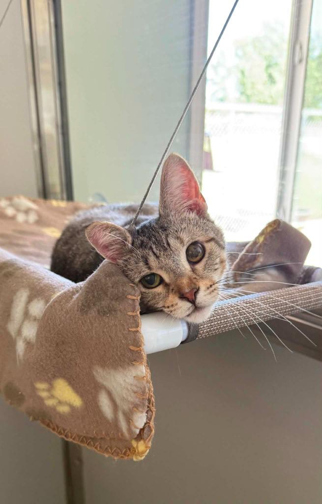 June, Adoptable, Young Female Domestic Short Hair.