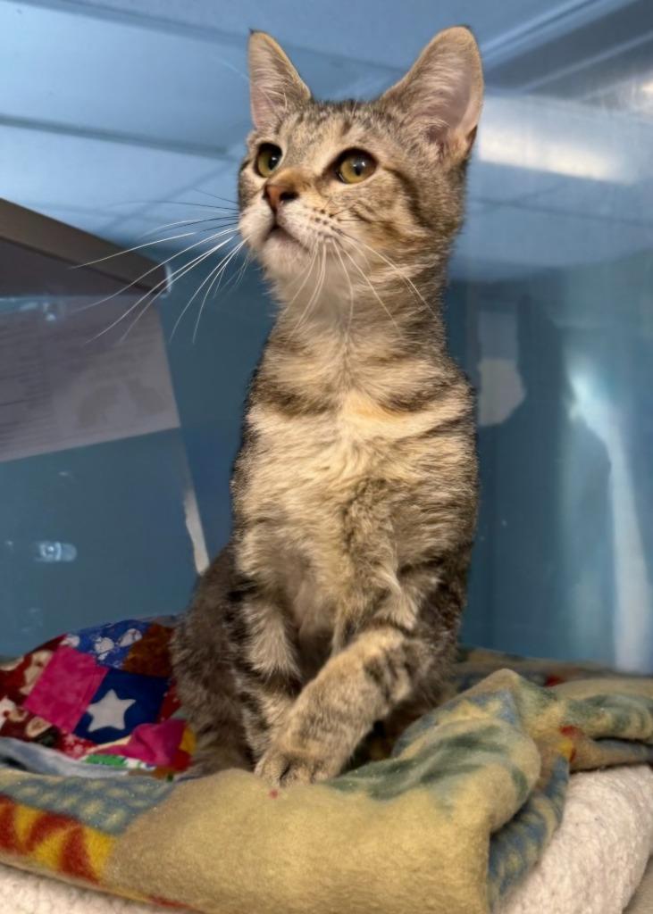 June, a Adoptable mixed breed in Viroqua, WI image 2/2