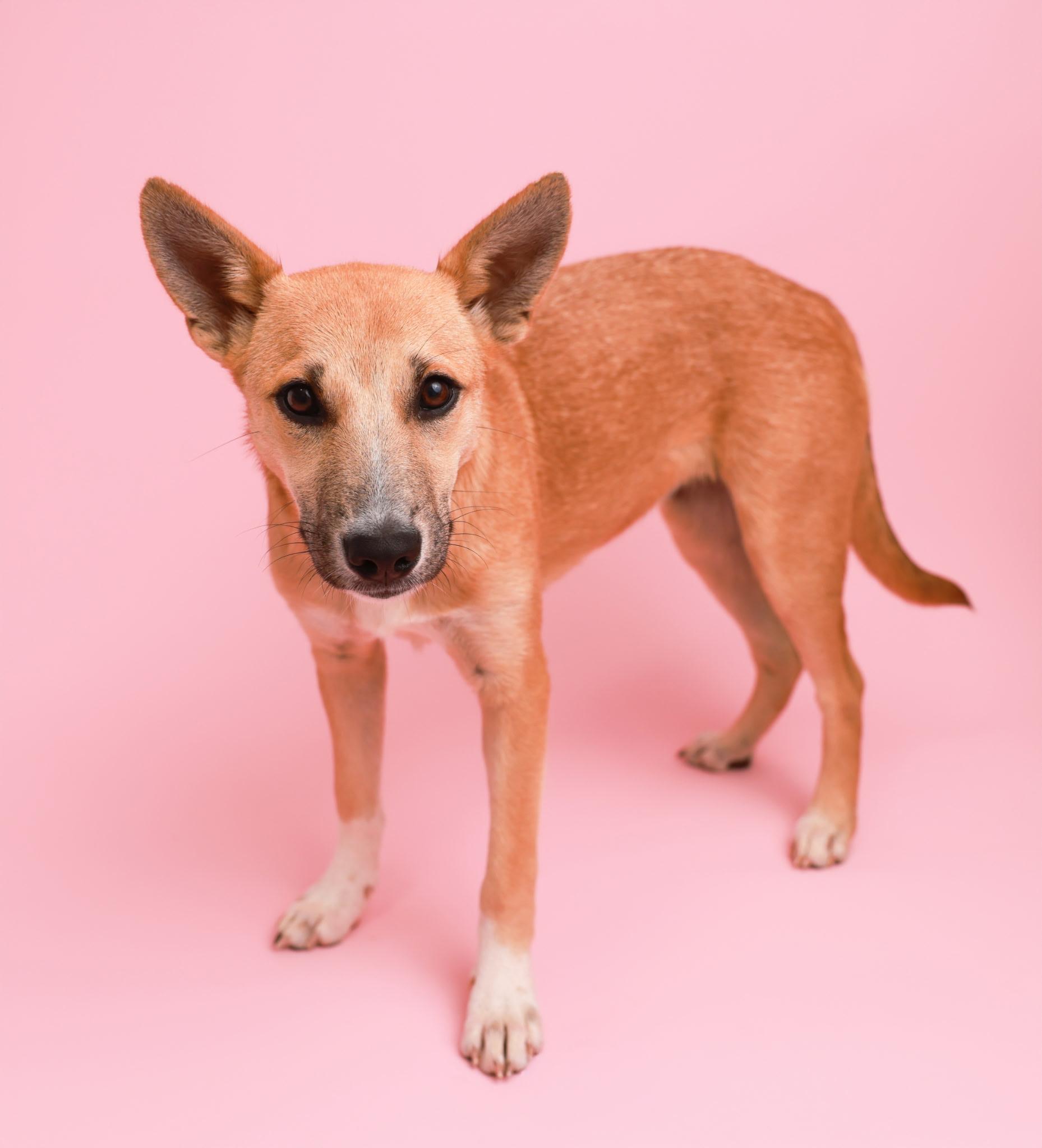 Hazel (Shepard Siblings)