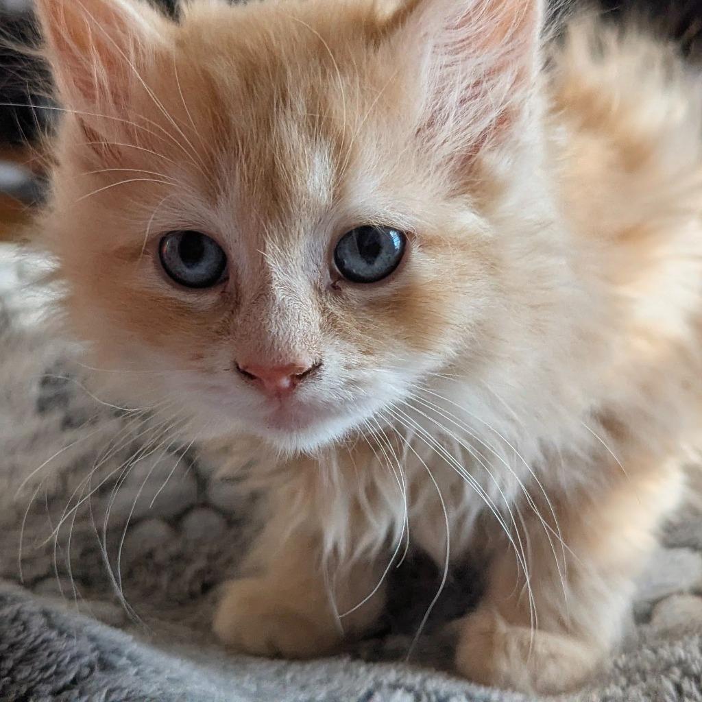 Enlarge Manchego, a Adopted mixed breed in Olathe, KS image 1/3