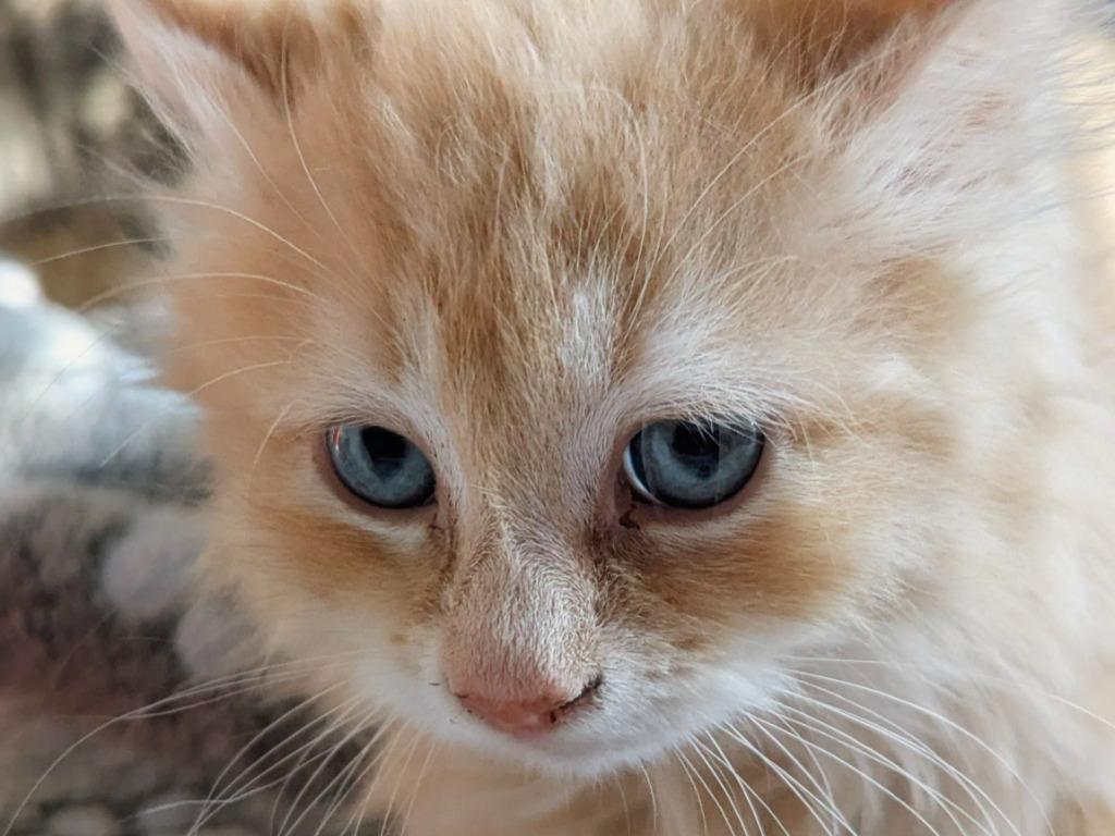 Enlarge Manchego, a Adopted mixed breed in Olathe, KS image 2/3