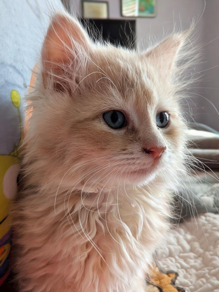 Enlarge Manchego, a Adopted mixed breed in Olathe, KS image 3/3