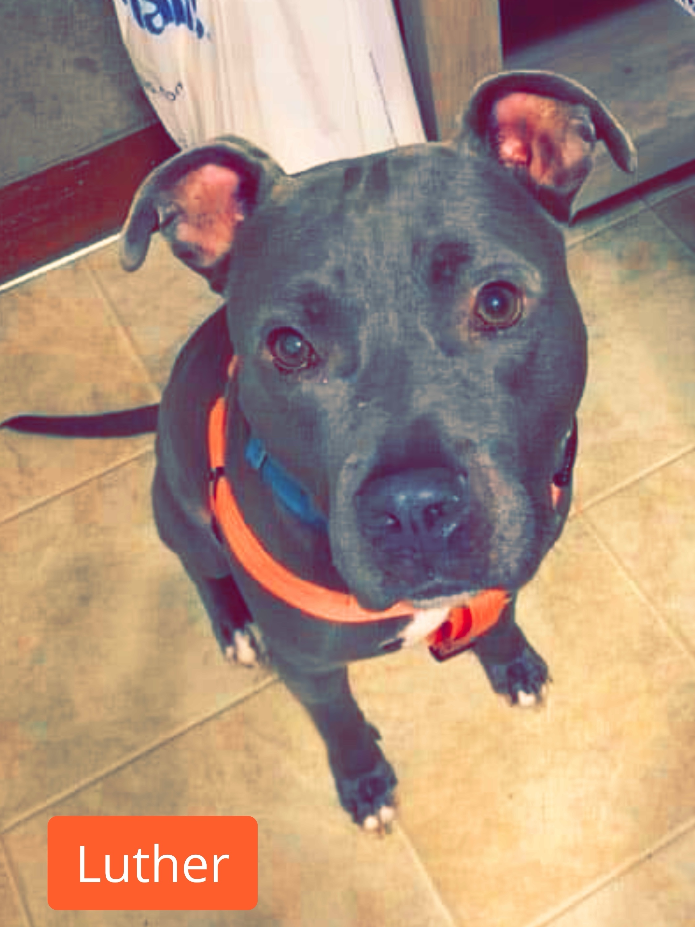 Luther, a Adoptable American Staffordshire Terrier in Stockbridge, GA image 1/10