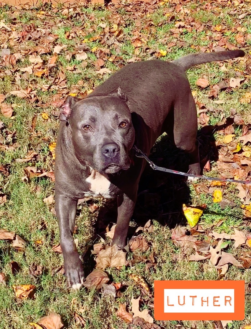 Luther, a Adoptable American Staffordshire Terrier in Stockbridge, GA image 2/10