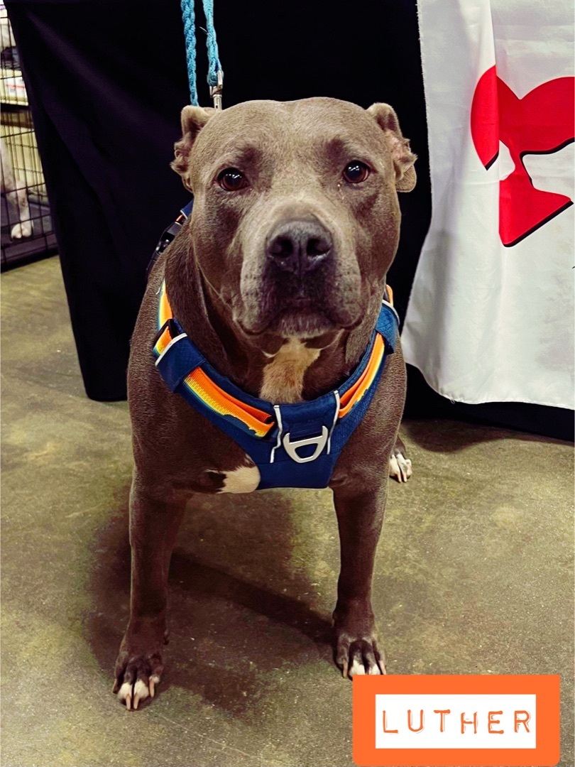 Luther, a Adoptable American Staffordshire Terrier in Stockbridge, GA image 3/10