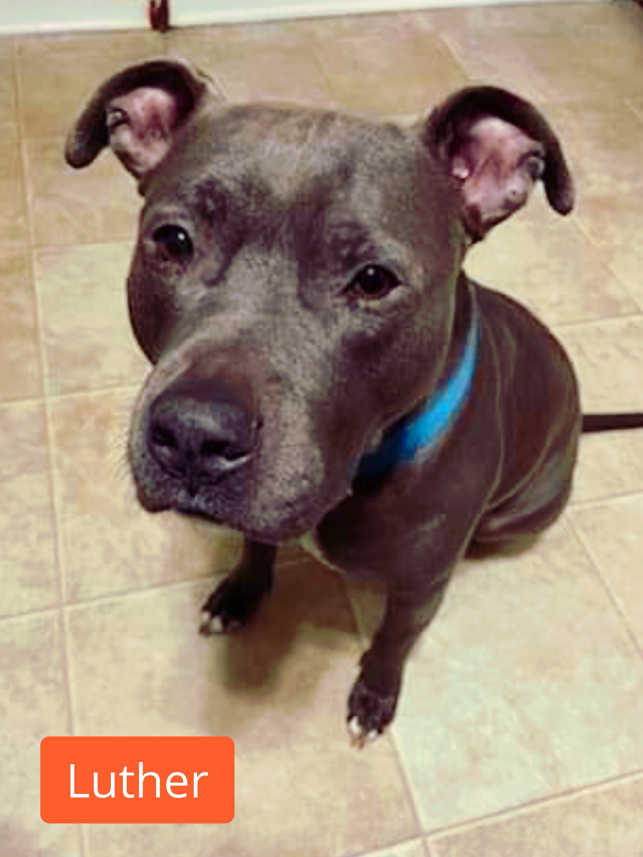 Luther, a Adoptable American Staffordshire Terrier in Stockbridge, GA image 5/10