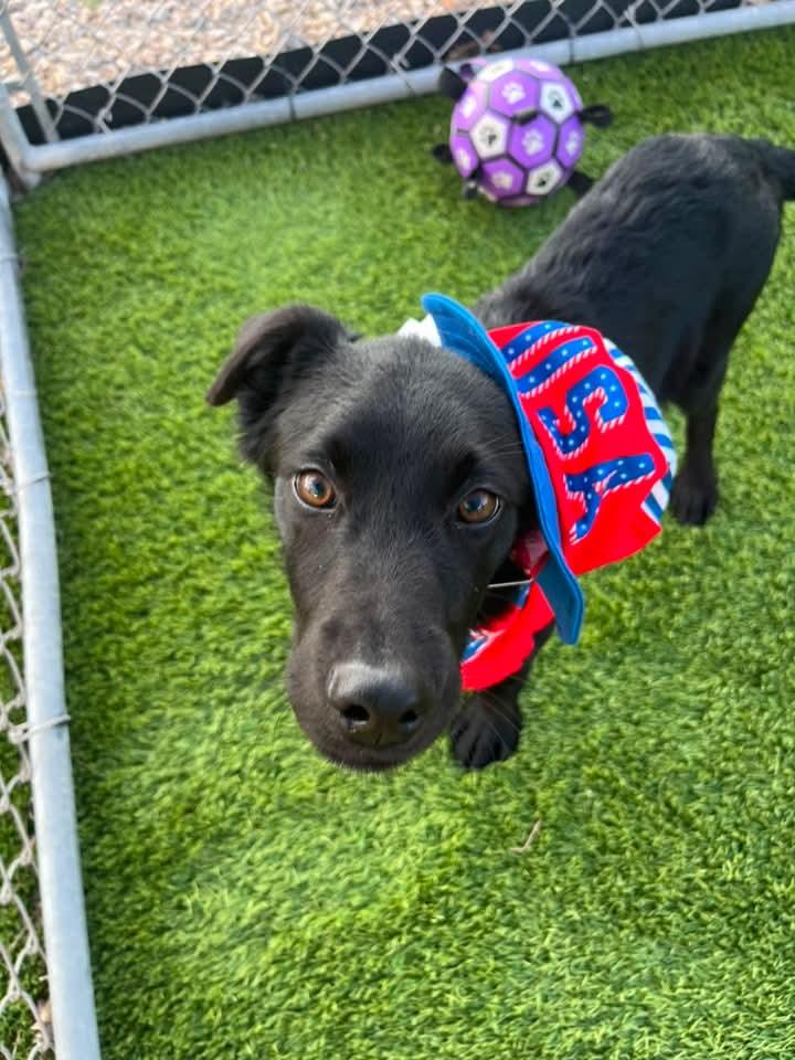 Fletcher, a Adoptable mixed breed in Cedar Rapids, IA image 4/6