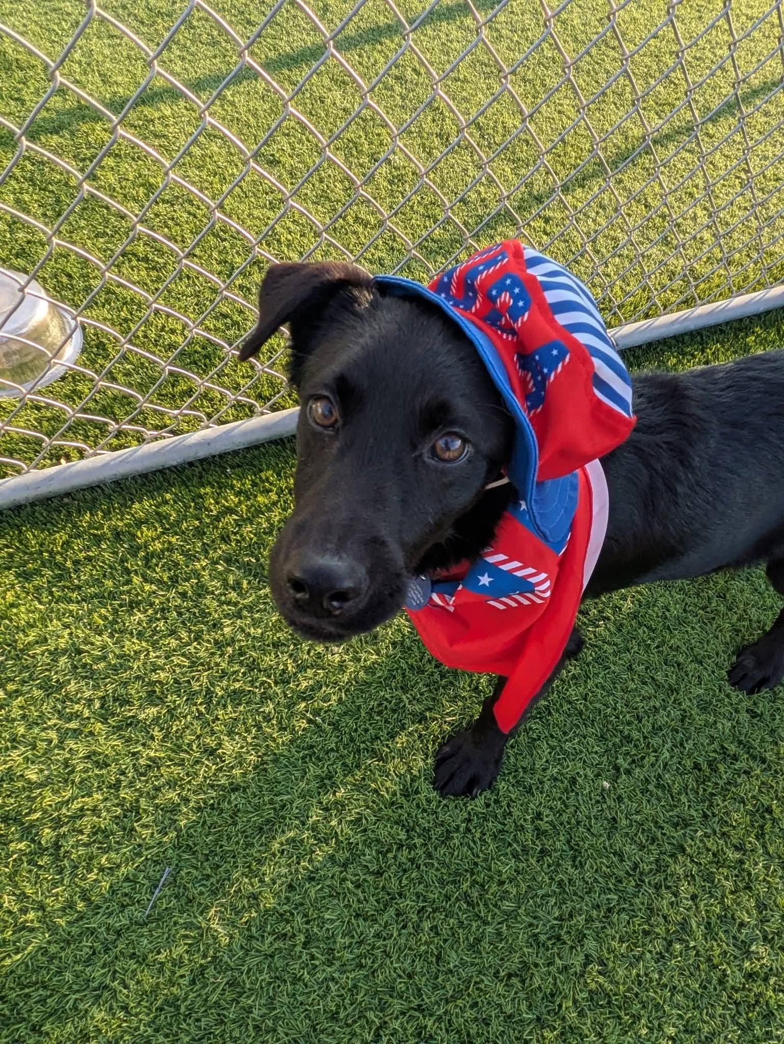 Fletcher, a Adoptable mixed breed in Cedar Rapids, IA image 2/6