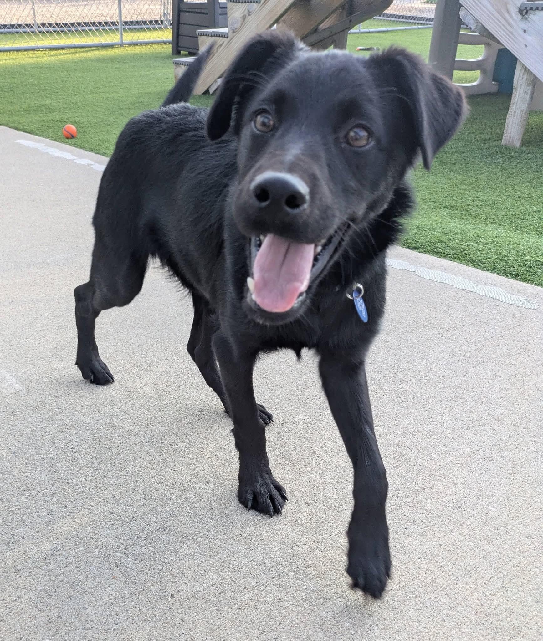 Fletcher, a Adoptable mixed breed in Cedar Rapids, IA image 5/6