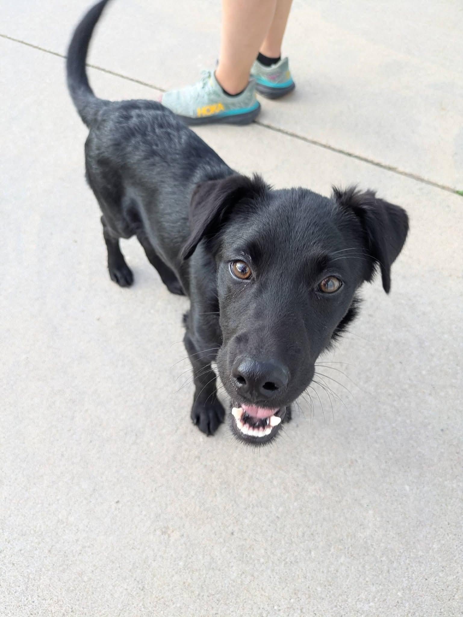 Fletcher, a Adoptable mixed breed in Cedar Rapids, IA image 6/6