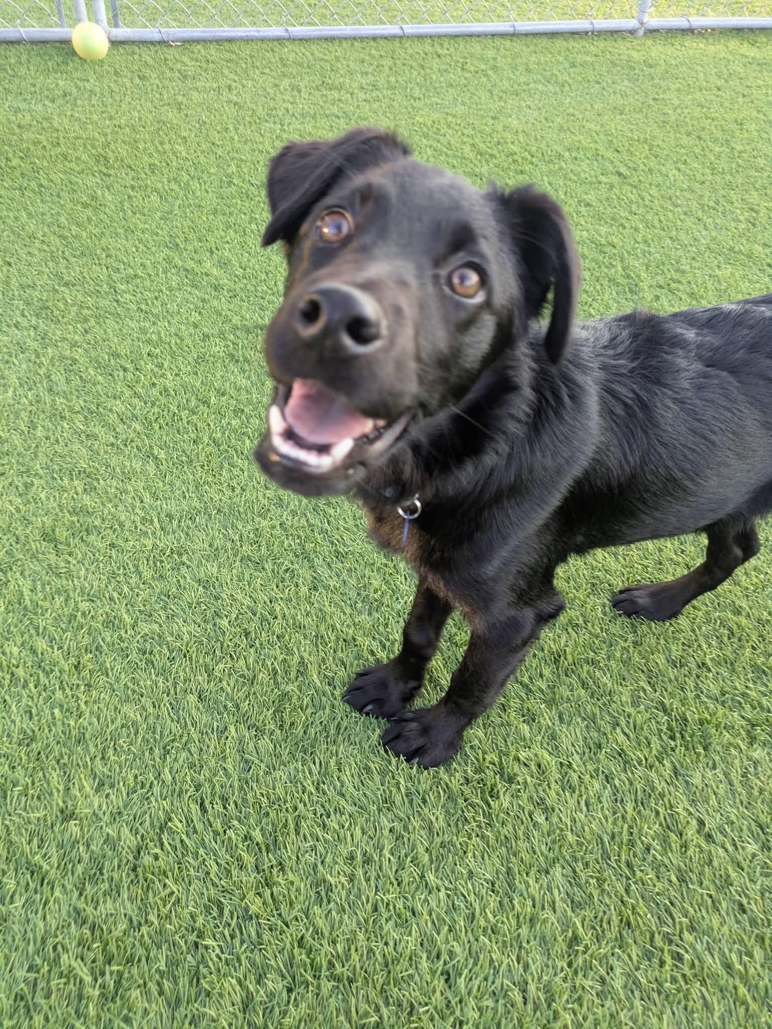 Fletcher, a Adoptable mixed breed in Cedar Rapids, IA image 3/6