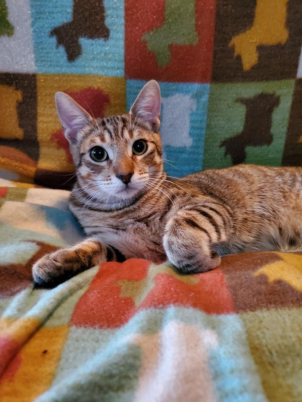 Jack - Riley Fuzzel Petsmart