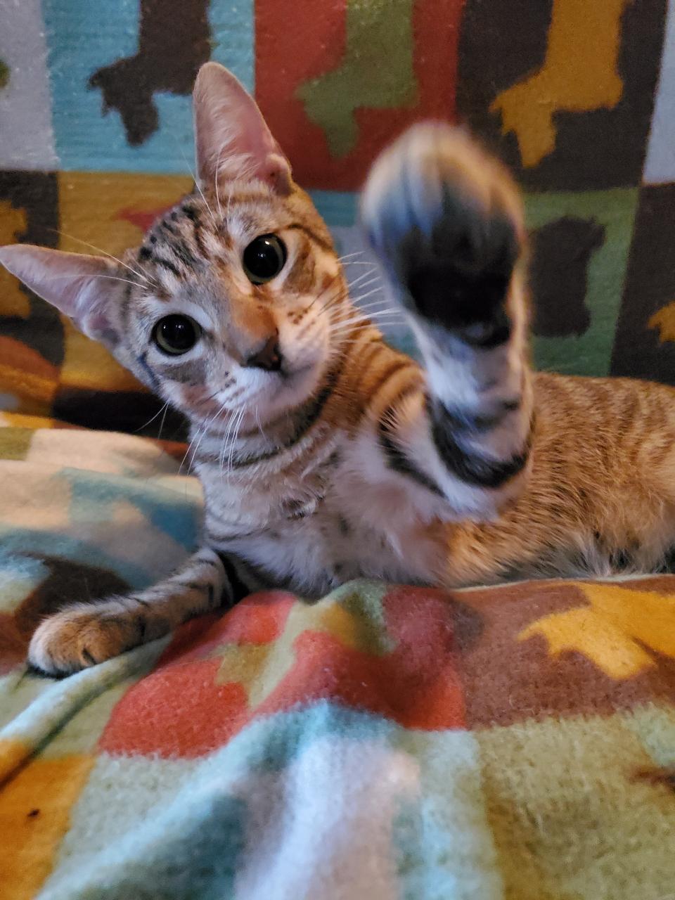 Jack - Riley Fuzzel Petsmart