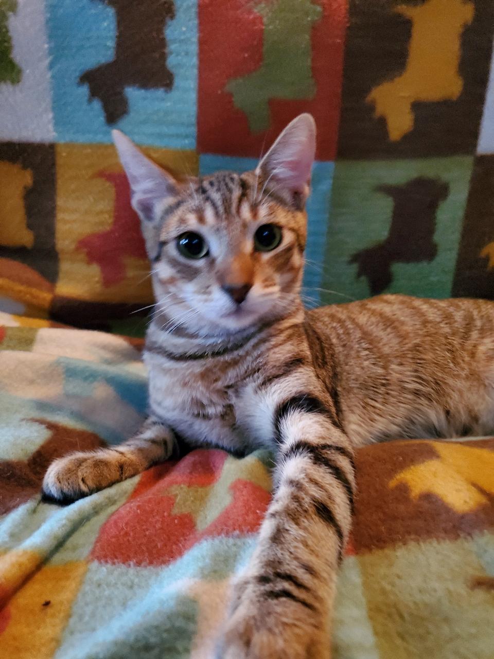 Jack - Riley Fuzzel Petsmart