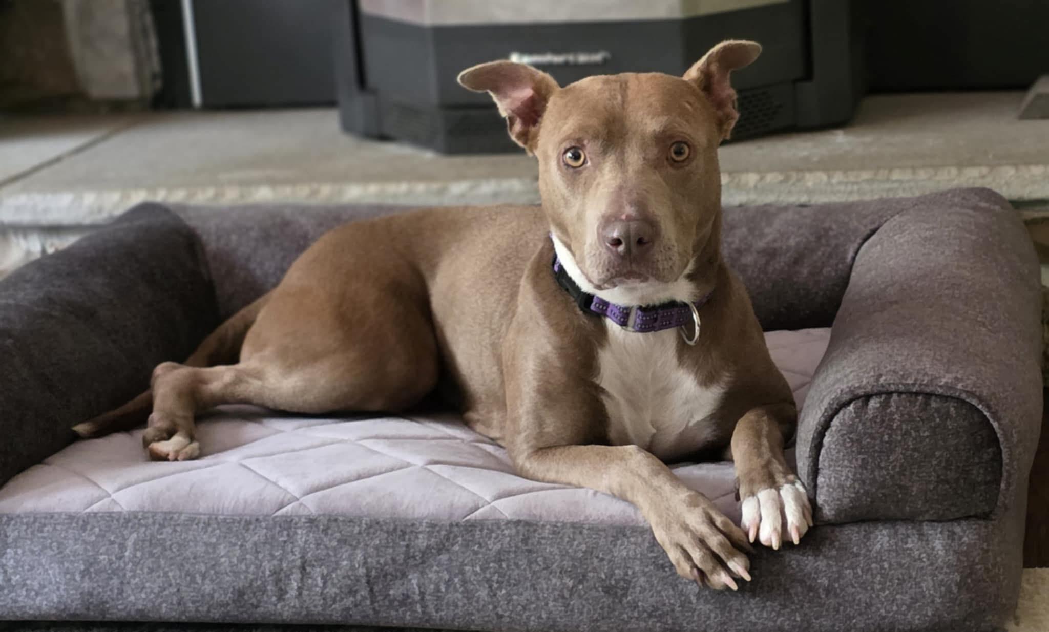 Stella, adopted, Adult Female Terrier.