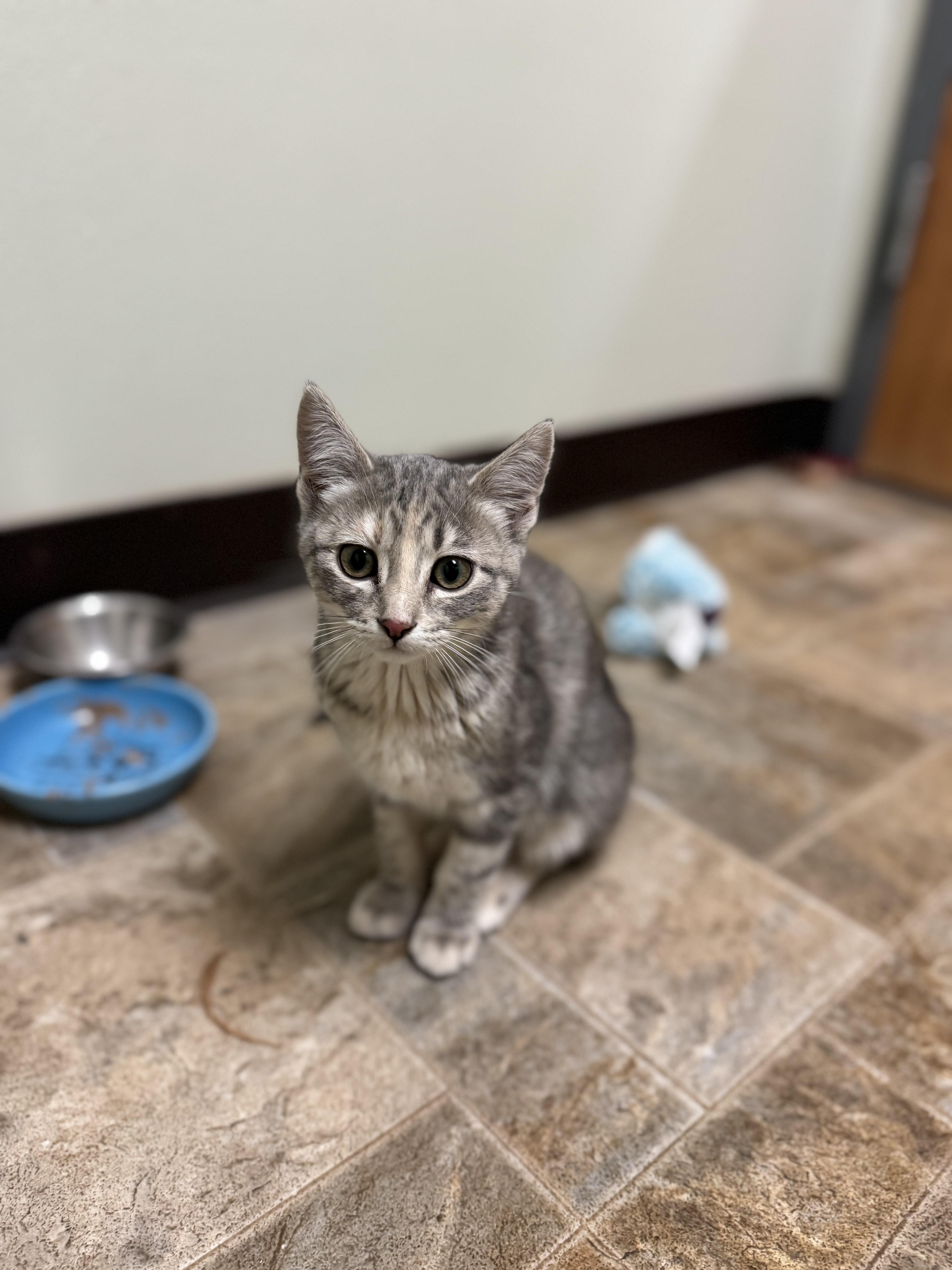 Elastigirl, ADOPTABLE, Kitten Female Domestic Short Hair.