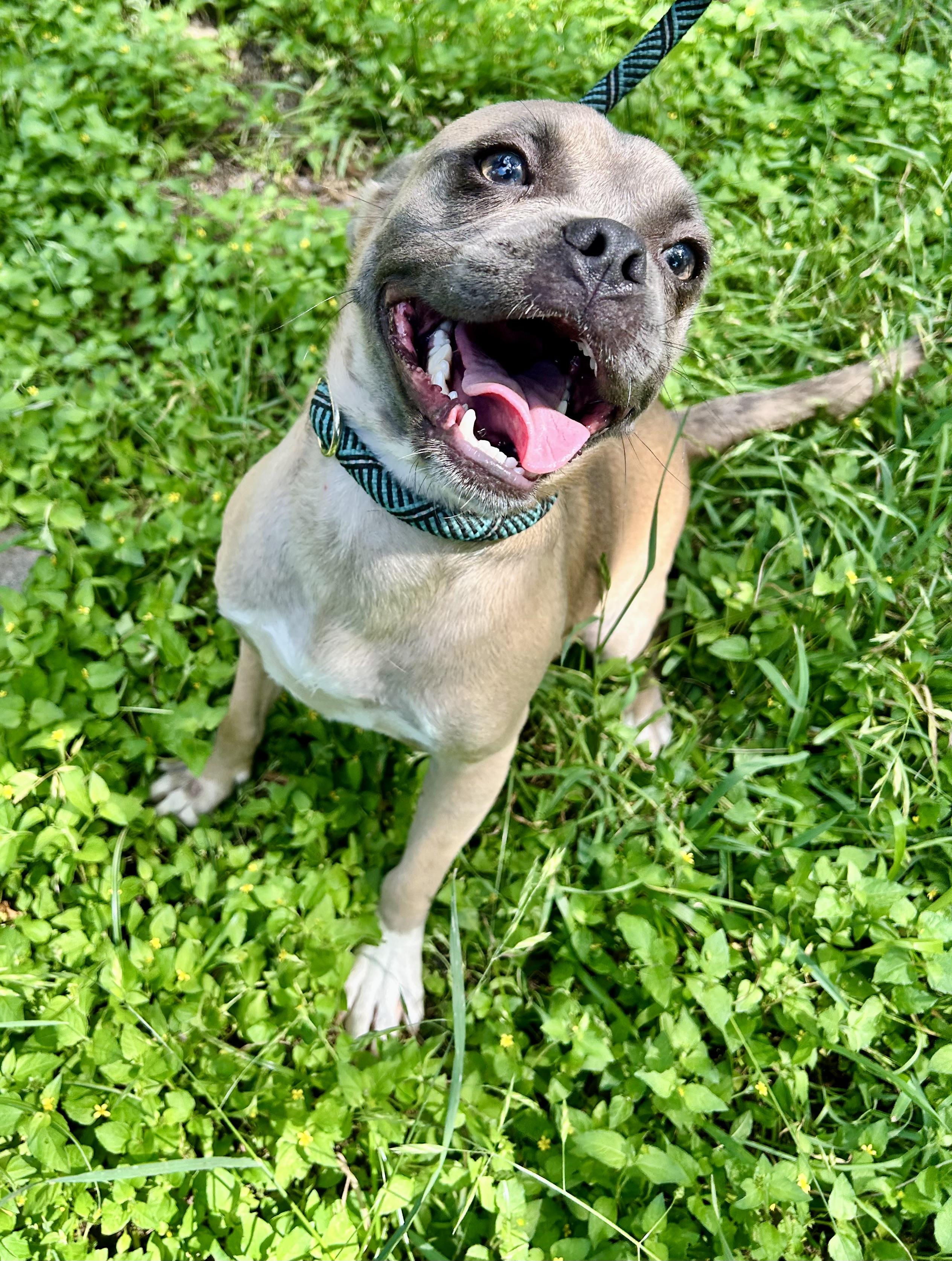 Enlarge Donahue WV13791-T, a Adoptable mixed breed in Woodinville, WA image 2/6