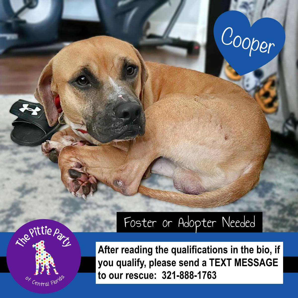 Enlarge Cooper, a ADOPTABLE mixed breed in Kissimmee, FL image 2/4